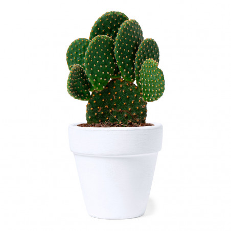 Vaso con semi di cactus in scatola personalizzata per battesimi